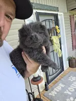 Blue male , a male Chow Chow for sale in Hodgenville, KY – 3 of 7
