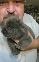 Blue male , a male Chow Chow for sale in Hodgenville, KY – 5 of 6