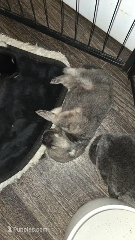 Blue Fawn male  – Chow Chow puppy for sale in Hodgenville, KY