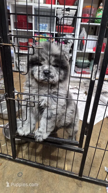 Bam Bams Merle boy – Chow Chow puppy for sale in Hodgenville, KY