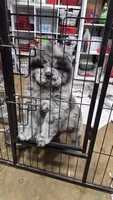 Bam Bams Merle boy, a male Chow Chow for sale in Hodgenville, KY – 1 of 10