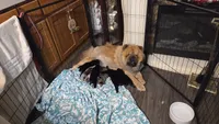 Merle Female , a female Chow Chow for sale in Hodgenville, KY – 5 of 10