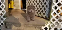 🧸🐻Lilac Male 🐻🧸, a male Chow Chow for sale in Hodgenville, KY – 8 of 9