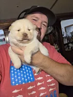 Cream Female chocolate gene carrier , a female Chow Chow for sale in Hodgenville, KY – 6 of 7