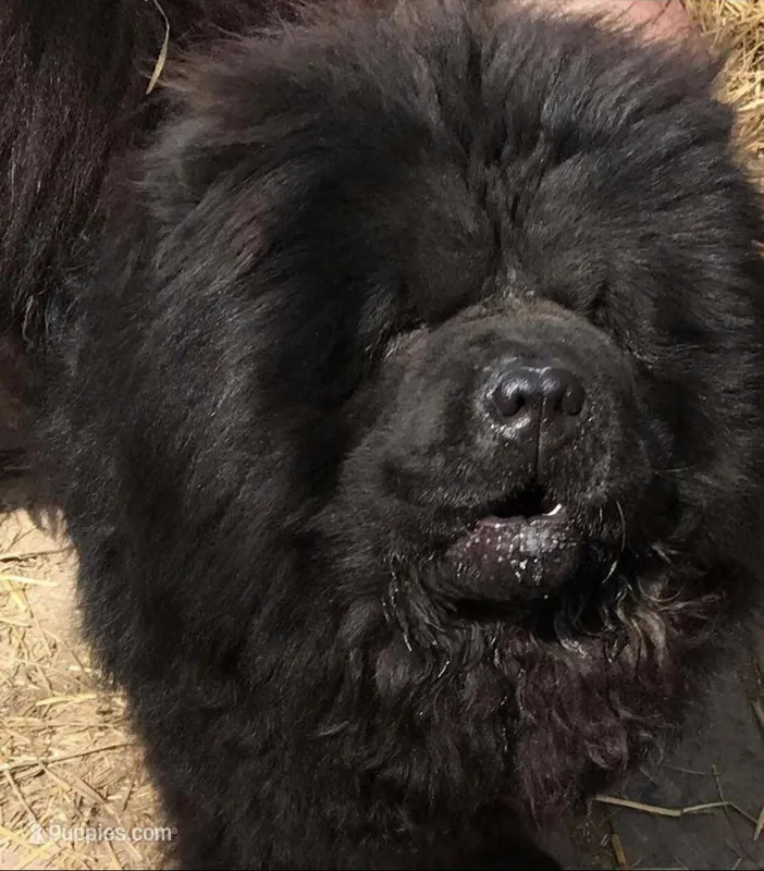 Black Male  – Chow Chow puppy for sale in Hodgenville, KY