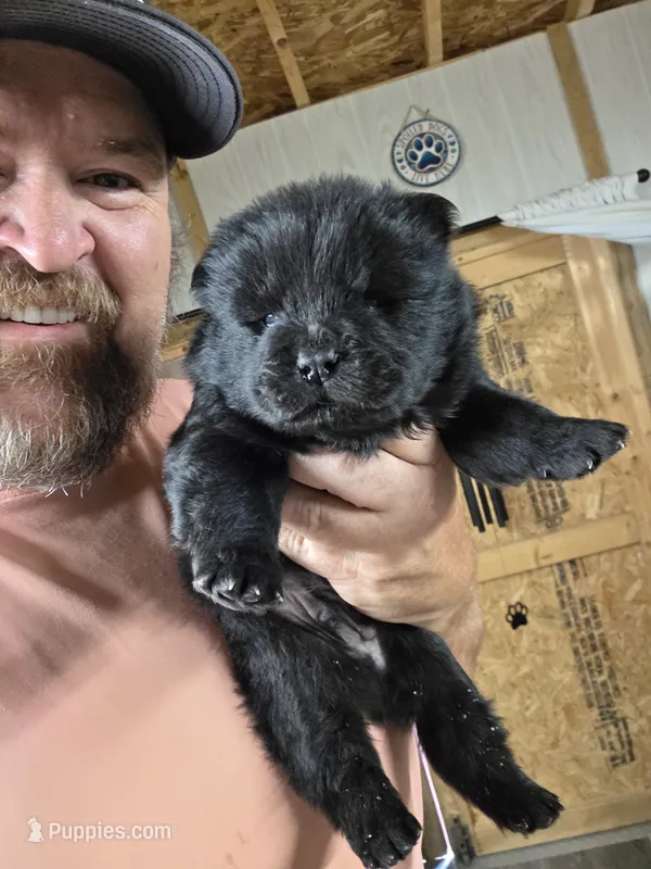 Black Male chocolate chow gene carrier.  – Chow Chow puppy for sale in Hodgenville, KY