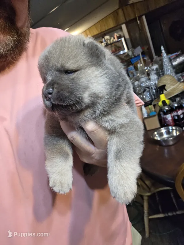 Blue fawn male  – Chow Chow puppy for sale in Hodgenville, KY