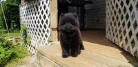 Black male, a male Chow Chow for sale in Hodgenville, KY – 3 of 7