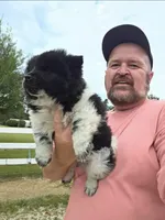 Piebald blk&white Male , a male Chow Chow for sale in Hodgenville, KY – 2 of 4