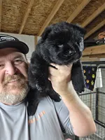 Black Male, a male Chow Chow for sale in Hodgenville, KY – 2 of 4