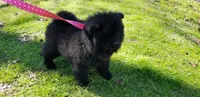 Black male, a male Chow Chow for sale in Hodgenville, KY – 2 of 7