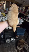 Golden chow , a female Chow Chow for sale in Hodgenville, KY – 6 of 6