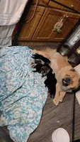 Merle Female , a female Chow Chow for sale in Hodgenville, KY – 7 of 10