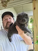 Blue male , a male Chow Chow for sale in Hodgenville, KY – 4 of 7
