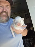 Cream Male , a male Chow Chow for sale in Hodgenville, KY – 5 of 8