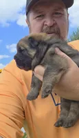 Cinnamon female , a female Chow Chow for sale in Hodgenville, KY – 9 of 10
