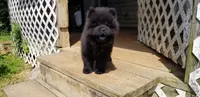 Black male, a male Chow Chow for sale in Hodgenville, KY – 4 of 7