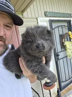 Blue male , a male Chow Chow for sale in Hodgenville, KY – 2 of 7