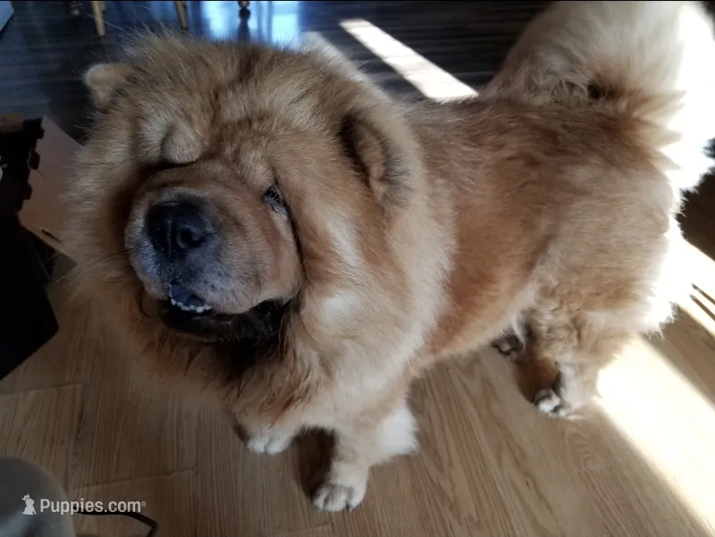🐻🧸Cinnamon female🐻🧸 – Chow Chow puppy for sale in Hodgenville, KY