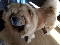 Cinnamon female , a female Chow Chow for sale in Hodgenville, KY – 4 of 10