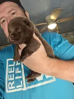 🧸🐻 Chocolate male 🧸🐻, a male Chow Chow for sale in Hodgenville, KY – 5 of 6