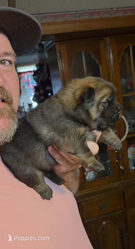 Cinnamon female  – Chow Chow puppy for sale in Hodgenville, KY