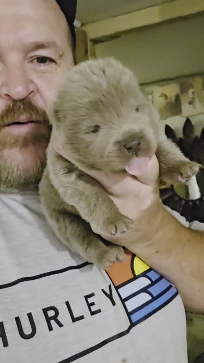 🧸🐻Lilac Male 🐻🧸, a male Chow Chow for sale in Hodgenville, KY – 9 of 9