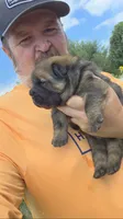 Cinnamon female , a female Chow Chow for sale in Hodgenville, KY – 1 of 10