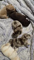 Chocolate Merle Male , a male Chow Chow for sale in Hodgenville, KY – 3 of 5