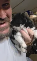 Piebald blk&white Male , a male Chow Chow for sale in Hodgenville, KY – 6 of 8
