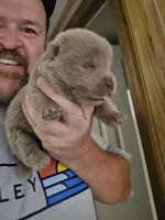 🧸🐻Lilac Male 🐻🧸, a male Chow Chow for sale in Hodgenville, KY – 6 of 9