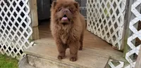 🐻🧸Chocolate male🐻🧸, a male Chow Chow for sale in Hodgenville, KY – 6 of 10