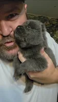 Blue male , a male Chow Chow for sale in Hodgenville, KY – 4 of 6