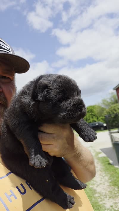 Black Male , a male Chow Chow for sale in Hodgenville, KY – 6 of 6