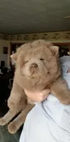🧸🐻Lilac Male 🐻🧸, a male Chow Chow for sale in Hodgenville, KY – 5 of 9