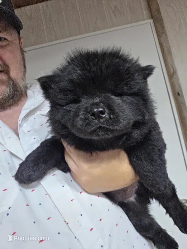 Black Male – Chow Chow puppy for sale in Hodgenville, KY
