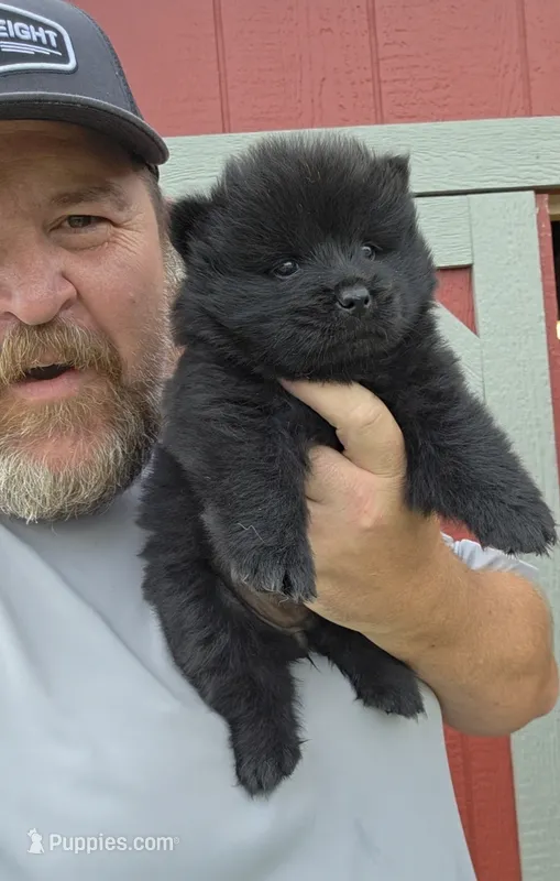 🧸🐻Black female🧸🐻 – Chow Chow puppy for sale in Hodgenville, KY