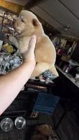 Golden chow , a female Chow Chow for sale in Hodgenville, KY – 3 of 6