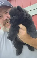 🧸🐻Black female🧸🐻, a female Chow Chow for sale in Hodgenville, KY – 2 of 6