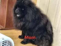 Black Male chocolate chow gene carrier. , a male Chow Chow for sale in Hodgenville, KY – 3 of 5