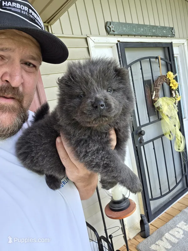 Blue male  – Chow Chow puppy for sale in Hodgenville, KY