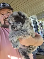 Bam Bams Merle boy, a male Chow Chow for sale in Hodgenville, KY – 9 of 10