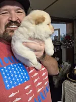 Cream Female chocolate gene carrier , a female Chow Chow for sale in Hodgenville, KY – 3 of 7