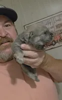 Blue Fawn male , a male Chow Chow for sale in Hodgenville, KY – 9 of 9