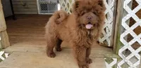 🐻🧸Chocolate male🐻🧸, a male Chow Chow for sale in Hodgenville, KY – 7 of 10