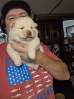 Cream Female chocolate gene carrier , a female Chow Chow for sale in Hodgenville, KY – 4 of 7