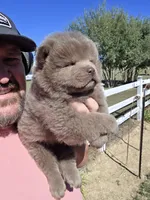🧸🐻Lilac Male 🐻🧸, a male Chow Chow for sale in Hodgenville, KY – 4 of 10