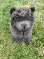 Blue male , a male Chow Chow for sale in Hodgenville, KY – 6 of 7