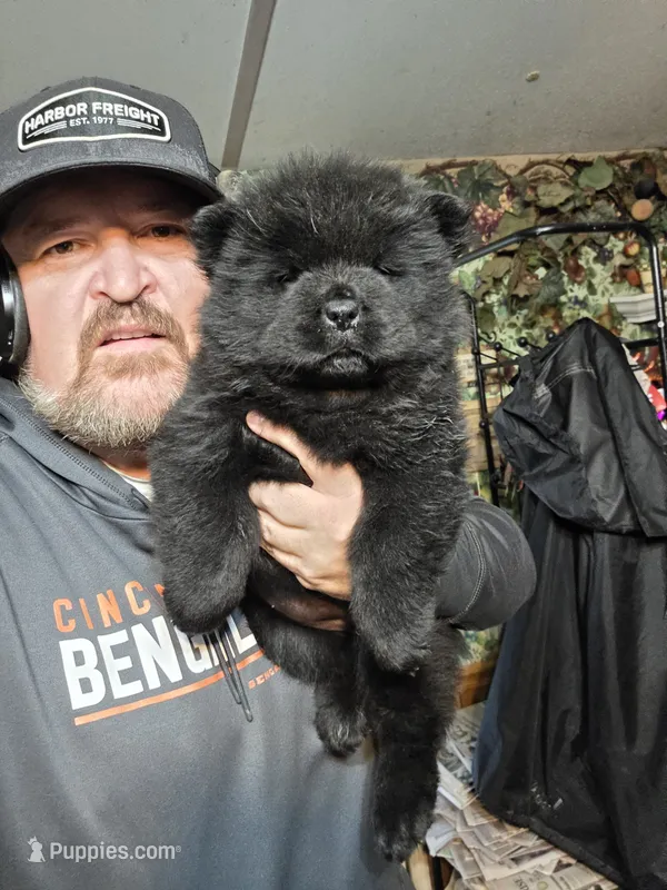 Bam baby girl – Chow Chow puppy for sale in Hodgenville, KY