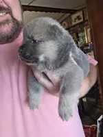 Blue fawn male , a male Chow Chow for sale in Hodgenville, KY – 4 of 9